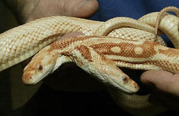 A two headed snake named 'We'. (GETTY)