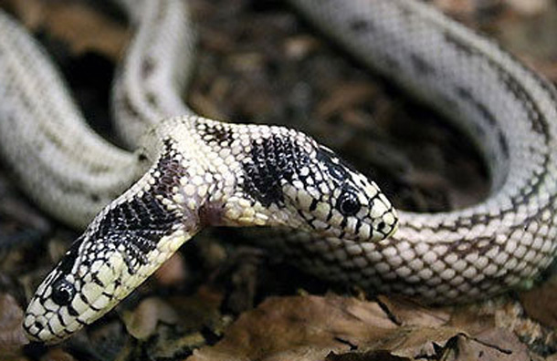 A two-headed snake named Tom and Jerry in Germany. (GETTY)