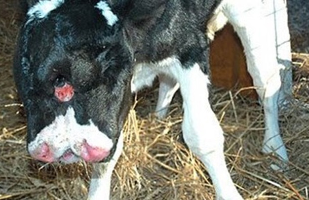 Two-headed calf, which was the product of artificial insemination, was born with two faces Dec. 27, 2006, on a Virginia farm. She breathes out of two noses and has two tongues, which move independently. (AP)