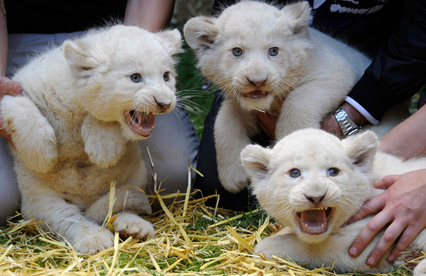 Six-week-old white lion cubs "Adel", "Rosi", and "Jasmin" are pictured during a christening ceremony at a safari-park in Hodenhagen, Lower-Saxony. (REUTERS)