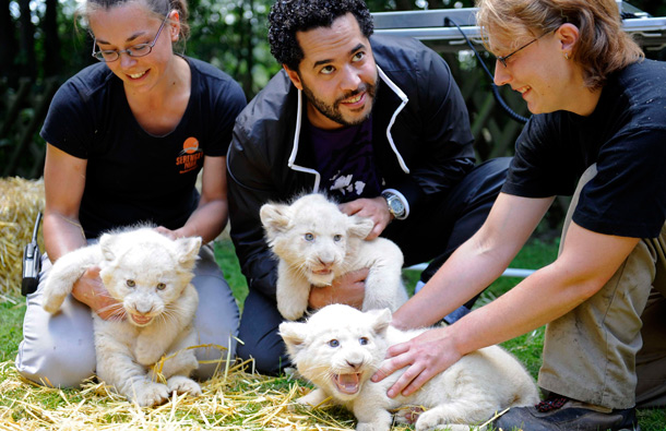 Adel Tawil, a singer with the German band "Ich&Ich" (C) and two unidentified employees of the Serengeti Park are pictured with six-week-old white lion cubs "Adel", "Rosi" and "Jasmin" during a christening ceremony in Hodenhagen, Lower-Saxony. (REUTERS)