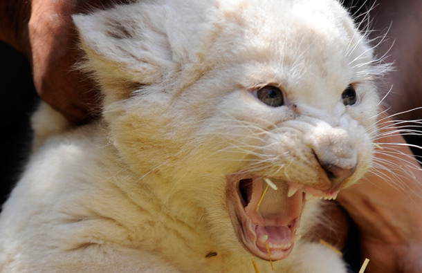 A white lion cub is shown to the media in the Serengeti Park in Hodenhagen, northern Germany. (AP)