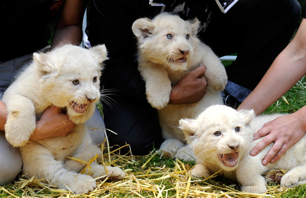 Three white lion cubs are shown to the media at the Serengeti Park in Hodenhagen, northern Germany. (AP)