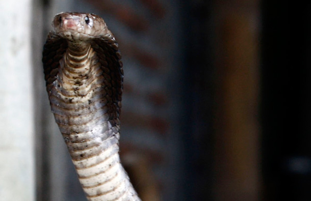 ASIAN COBRA: The Asian cobra will leave you paralysed with fear... literally. (GETTY/GALLO)