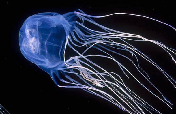 AUSTRALIAN BOX JELLYFISH: This jellyfish has a venom that attacks a human's cardiac and nervous systems and if it stings you, you have virtually no chance of surviving unless treated straight away. (REUTERS)