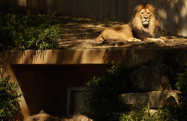 AFRICAN LIONS: Between razor-sharp claws, equally sharp teeth, and the ability to chase their prey at great speeds, this great beast is one of the world's best hunters. (GETTY/GALLO)