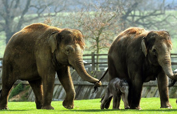 ELEPHANTS: Their immense size and super-sharp tusks puts elephants in at number seven on the list of the world's most deadly animals - they stomp and kill about 500 people each year. (AFP)