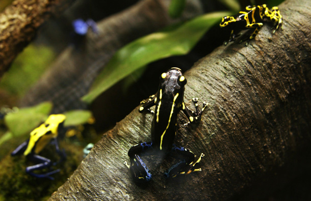 POISON DART FROG: If a prince is what you're after, steer clear of these pint-sized frogs. (GETTY/GALLO)