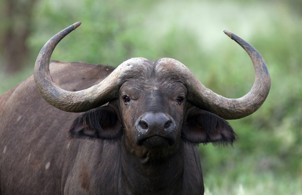 CAPE BUFFALO: You don't want to look a Cape Buffalo in the eye... these creatures charge head-on! And with two big, sharp horns and the weight of a small car, that's quite a dangerous position to be in. (GETTY/GALLO)