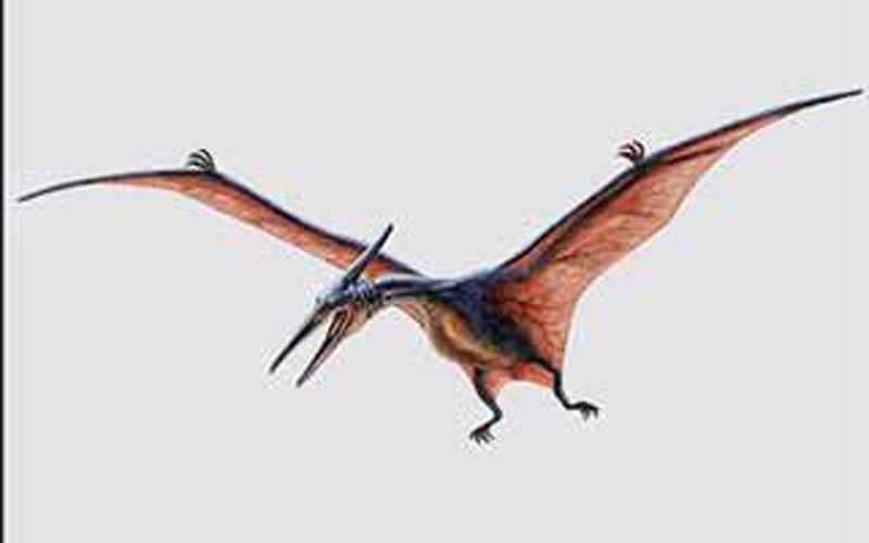 Pterodactyl Porn Gif