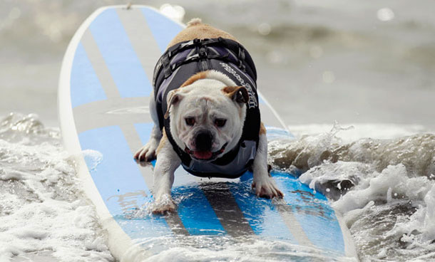 A dog rides a wave at a surf dog contest in Huntington Beach, California September 25, 2011. (REUTERS)