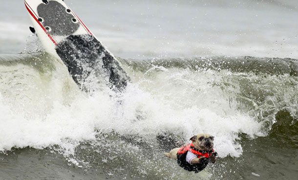 A dog wipes out during a surf dog contest in Huntington Beach, California September 25, 2011. (REUTERS)