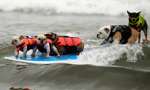 Five dogs ride a surfboard at a surf dog contest in Huntington Beach, California September 25, 2011. (REUTERS)