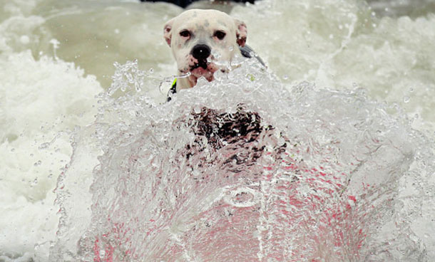 A dog rides a wave at a surf dog contest in Huntington Beach, California September 25, 2011. (REUTERS)