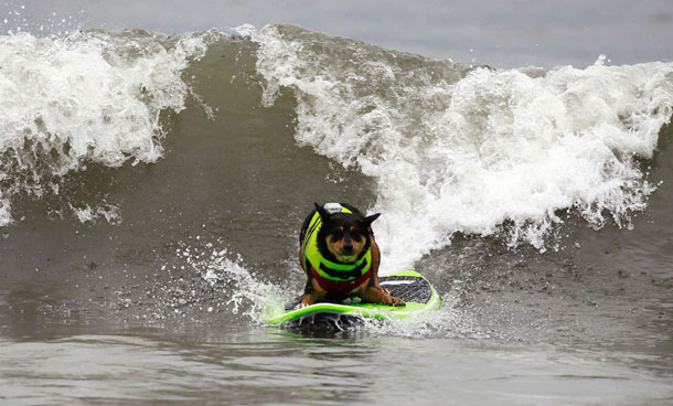 Australian Kelpie dog Abbie Uy sets the Guinness World Record for the longest surf by a dog, with a ride of 60 m (197 feet), at a surf dog contest in Huntington Beach, California September 25, 2011. (REUTERS)