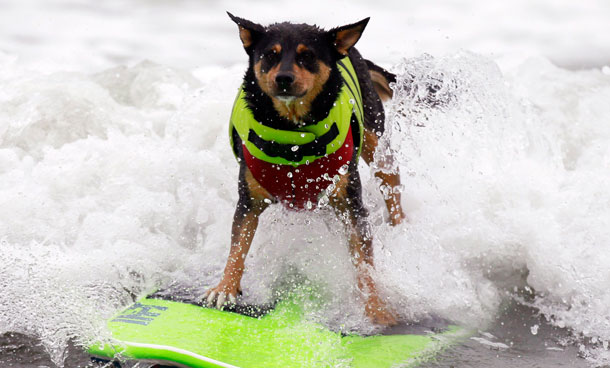 Australian Kelpie dog Abbie Uy sets the Guinness World Record for the longest surf by a dog, with a ride of 60 m (197 feet), at a surf dog contest in Huntington Beach, California September 25, 2011. (REUTERS)