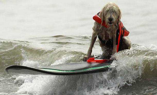 A dog rides a surfboard at a surf dog contest in Huntington Beach, California September 25, 2011. (REUTERS)