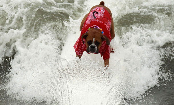 Boxer dog Hanzo Felland rides a wave at a surf dog contest in Huntington Beach, California September 25, 2011. (REUTERS)