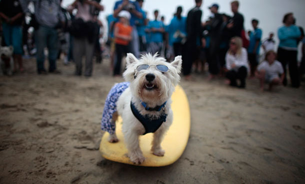 A dog poses on a board at a surf dog contest in Huntington Beach, California September 25, 2011. (REUTERS)