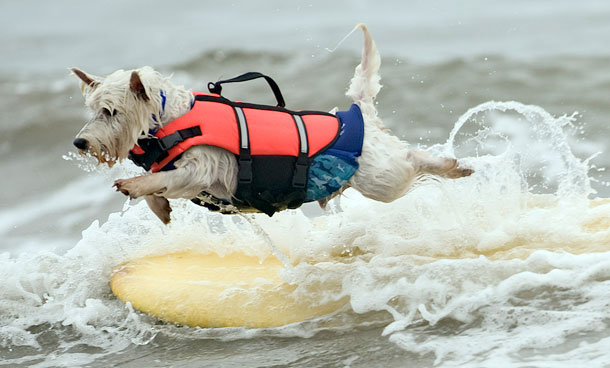 Although Joey, 7, is not near shore, the Westie decides to jump off his board anyway during the Surf City Surf Dog event held in Huntington Beach, Calif., Sunday, Sept 25, 2011. (AP)