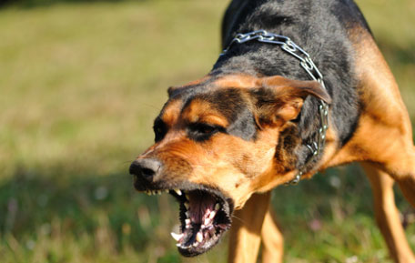 Wild Dog Mauls 2-year-old To Death - Offbeat - Crazy World - Emirates24