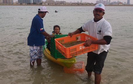 Volunteers and members of environmental group EMEG cleaning the sea of algae