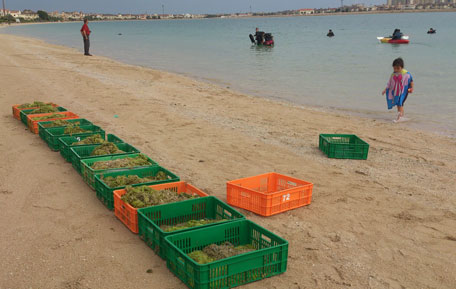 Volunteers and members of environmental group EMEG cleaning the sea of algae