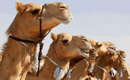 Rare animals, camel rides in newly opened RAK Zoo - News - Emirates ...