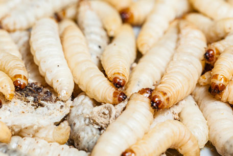 Man's horror as 20 live MAGGOTS are found living under his SKIN