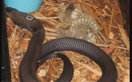 Wild arrest: Viper, cobras, gator seized from home - Offbeat - Crazy ...