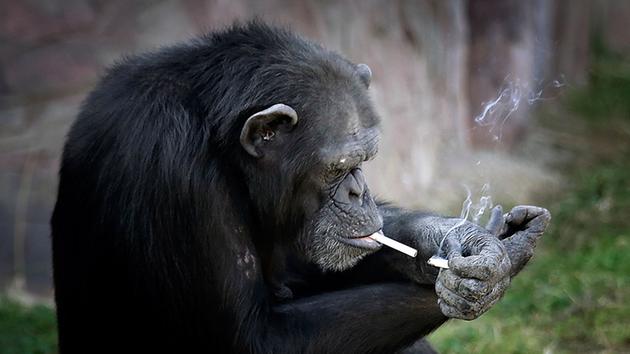 'Chain-smoking' chimpanzee becomes star of zoo - News - Emirates24|7