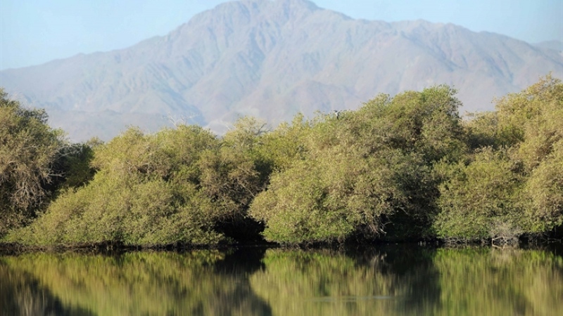 Photo: Sharjah EPAA arrests, fines Kalba poachers