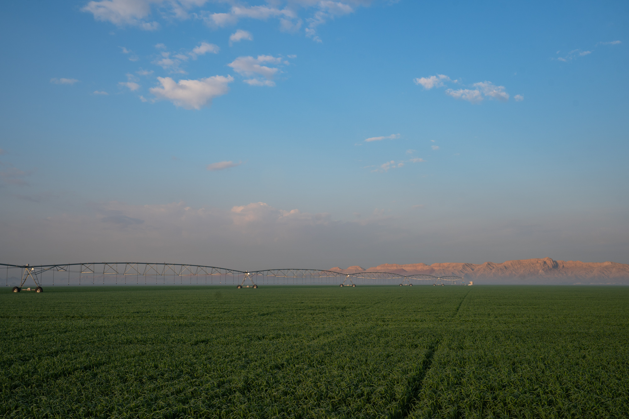 Sharjah Ruler Inspects Mleiha Wheat Farm News Emirates24 7