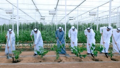 Photo: Mohammed bin Rashid chairs UAE Cabinet meeting in Al Marmoom, launches 'Plant the Emirates' programme