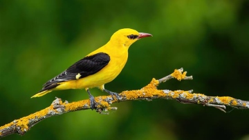 Photo: Al Ain Zoo’s Safe Haven Attracts Eurasian Golden Oriole Bird