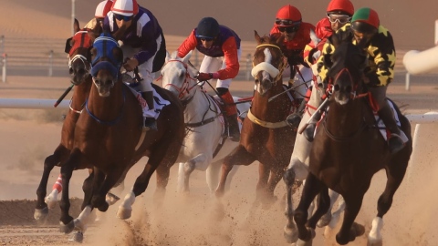 Photo: Arabian Horse Race to kick off tomorrow in Al Dhafra