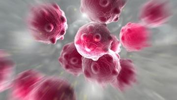 Photo: New Cancer Treatment Starves Tumors Using Engineered Fat Cells