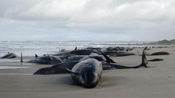 Photo: More than 150 false killer whales stranded on a beach in Australia's Tasmania state