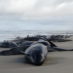 Photo: More than 150 false killer whales stranded on a beach in Australia's Tasmania state